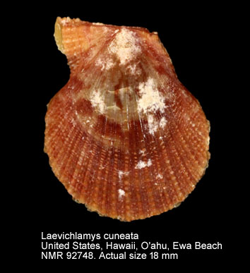 Laevichlamys cuneata (7).jpg - Laevichlamys cuneata (Reeve,1853)
